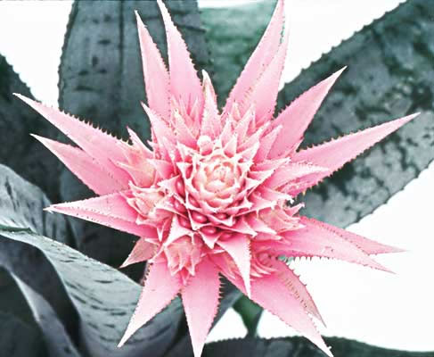 ایکمیا فاسکیاتا